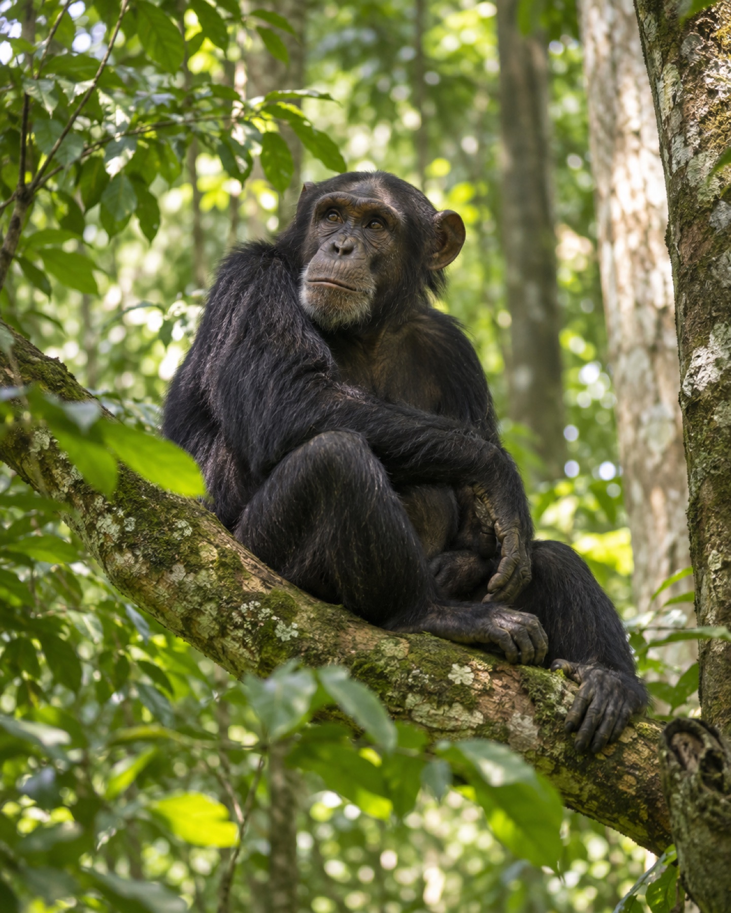 Kibale Forest