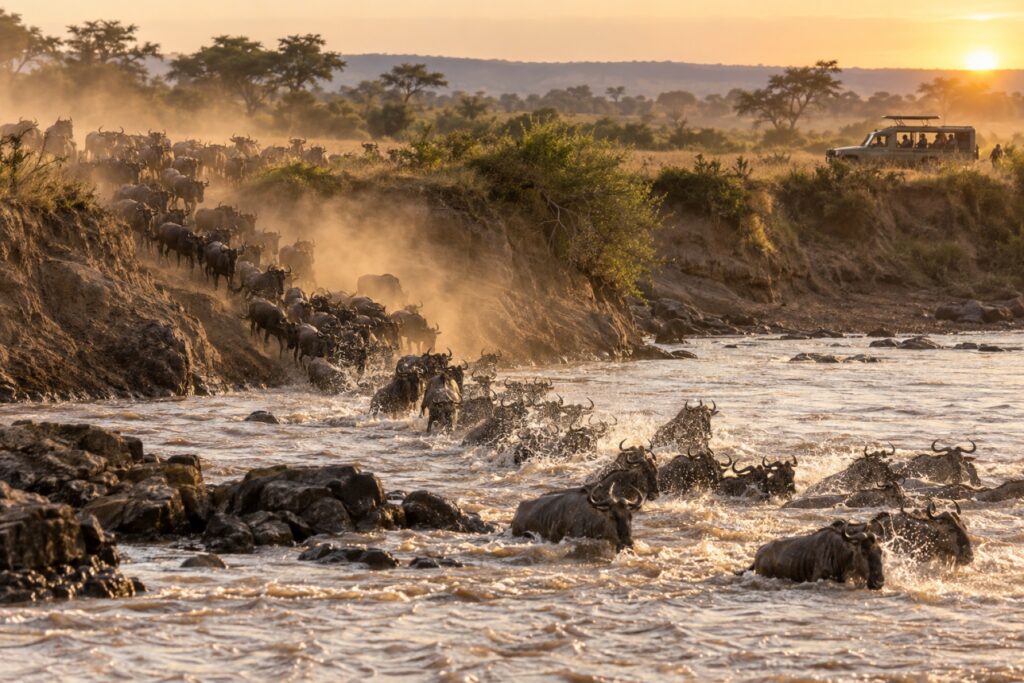 Wildebeest crossing a river in the Maasai Mara